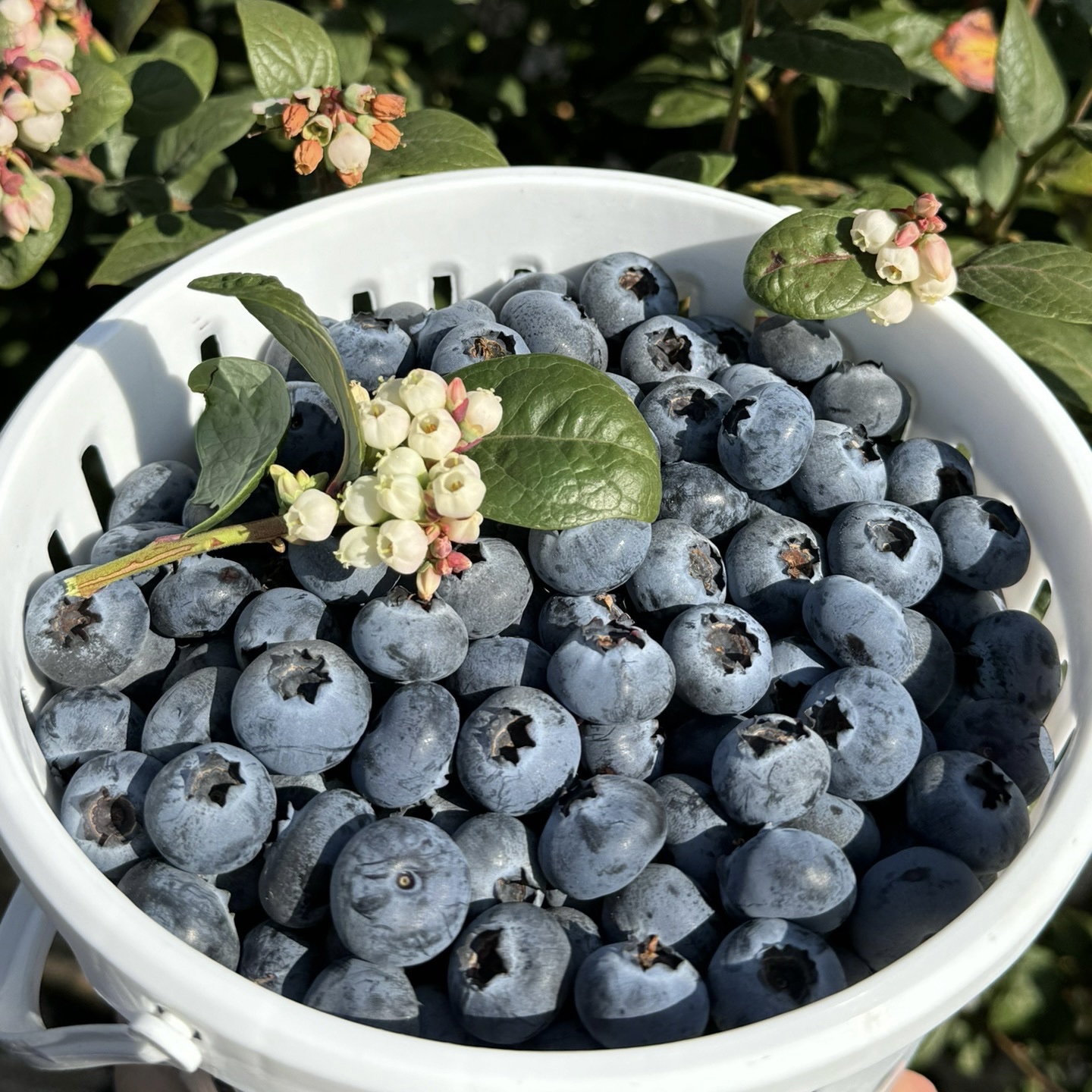 云南花香蓝莓0.5-1斤云南省