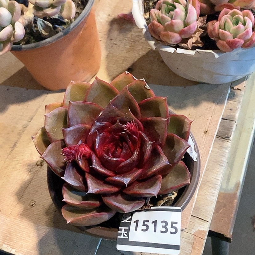 【闪购商品】原始红灯14135