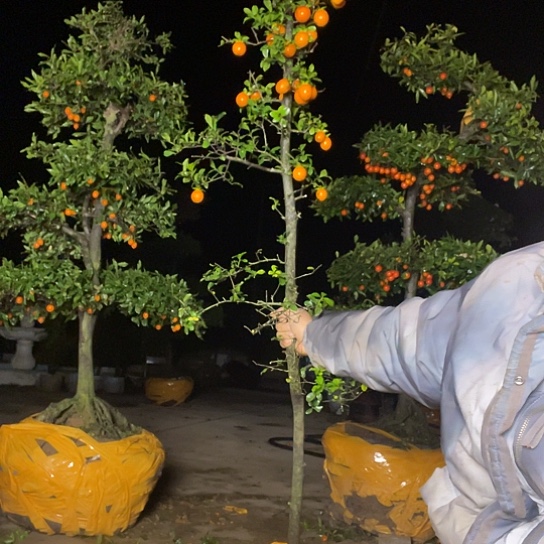 无花朵金弹子庭院原生品种