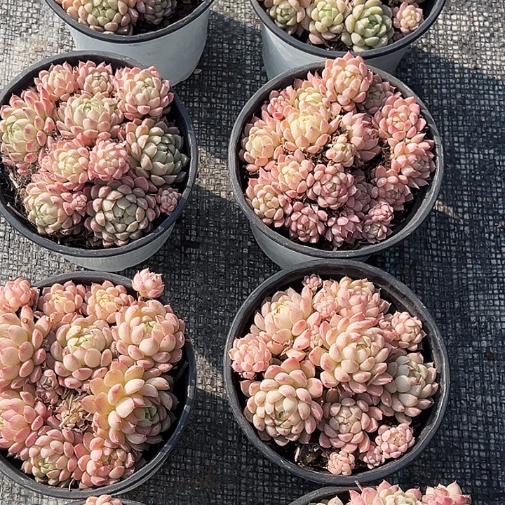 羊脂球     福利多多