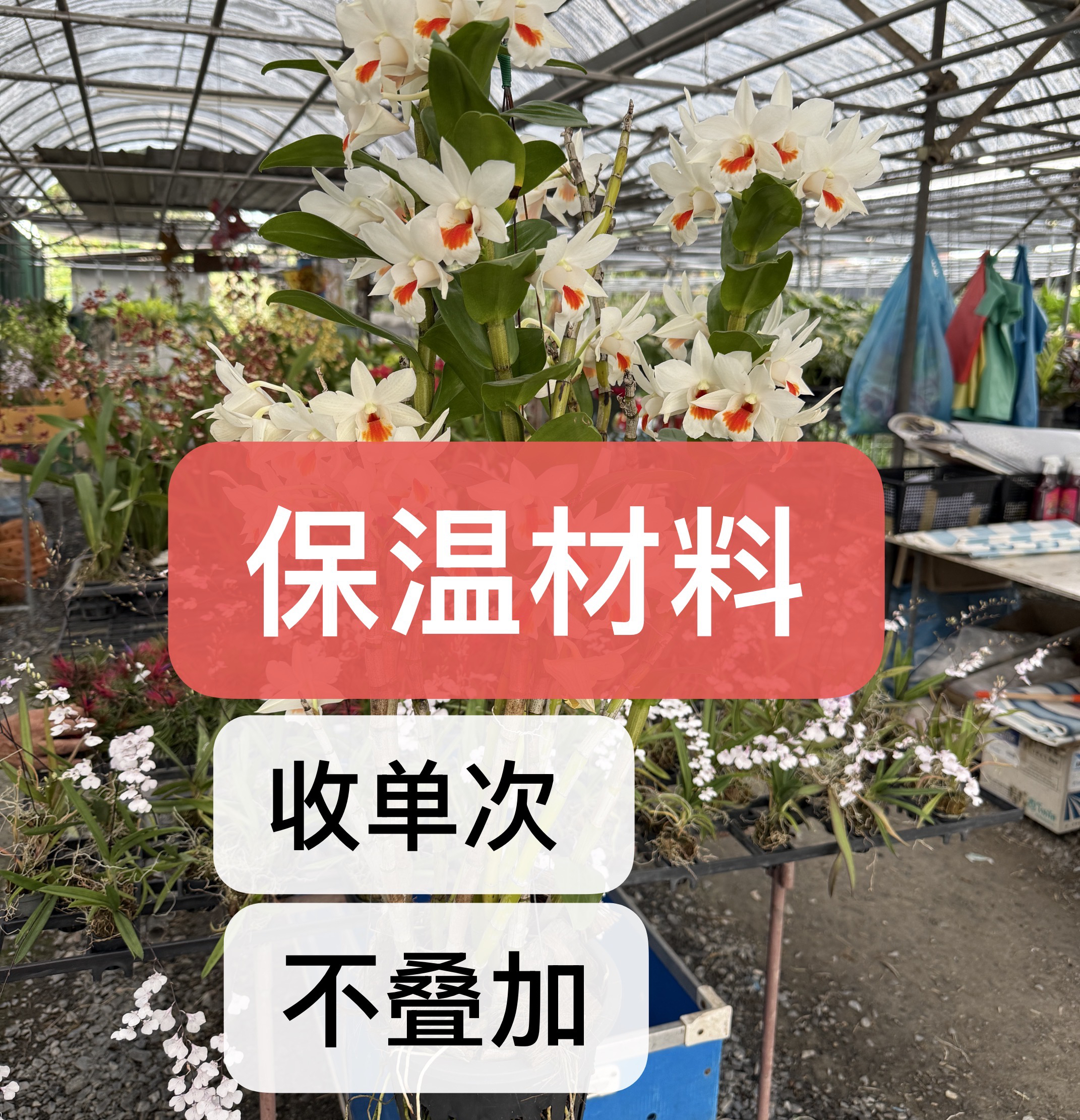 【保温区】建议低于5度地区拍 兰花石斛兰