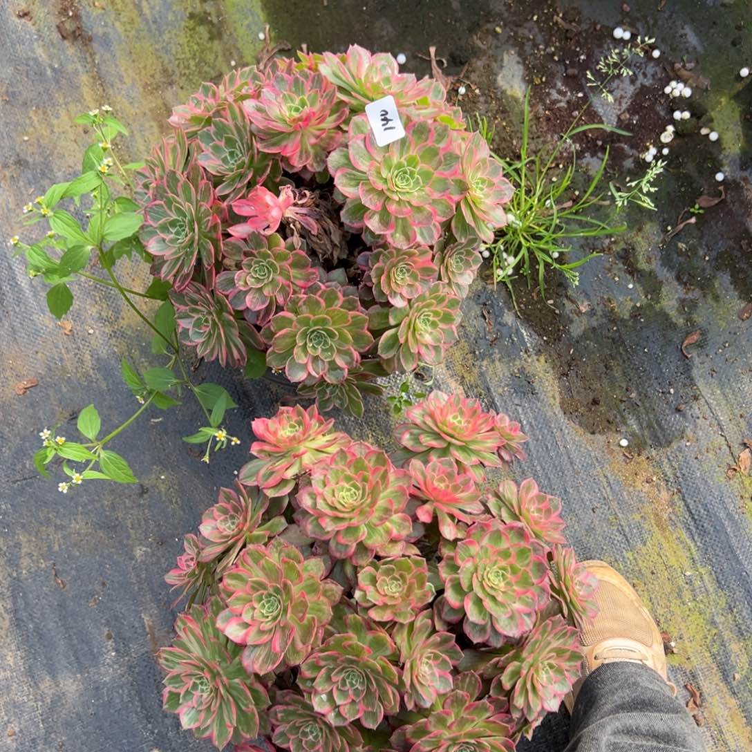 140万花筒多肉一颗15多肉