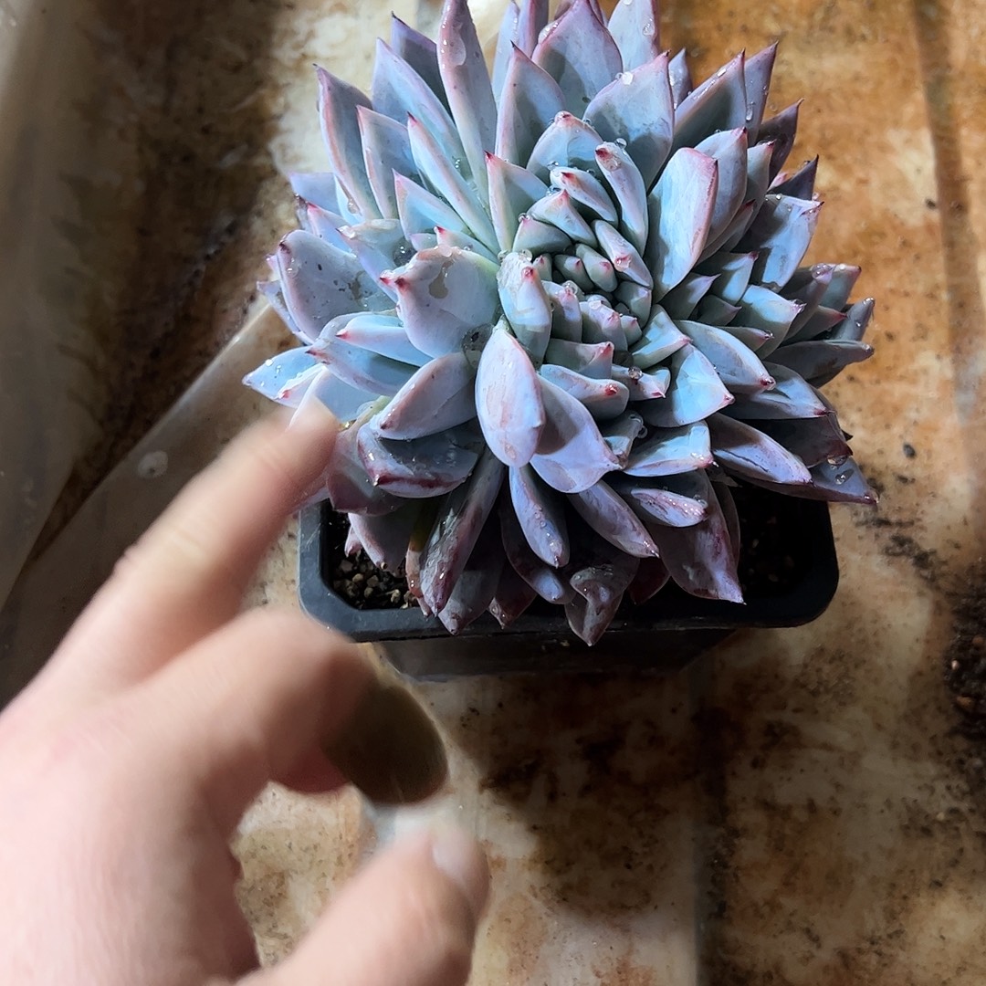 生***歌卡缀朵朵多肉植物