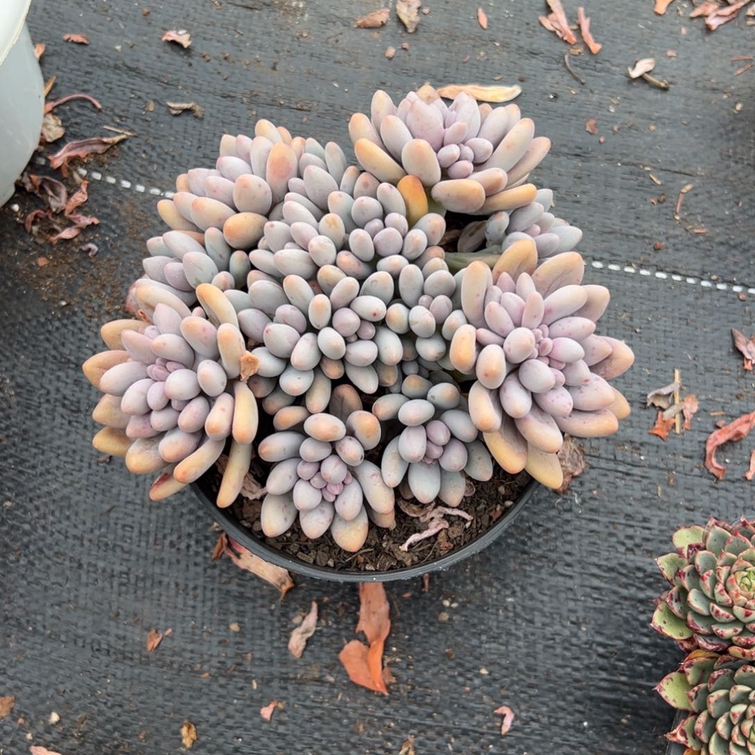多肉粉色恋人【非偏远地区满18包邮】