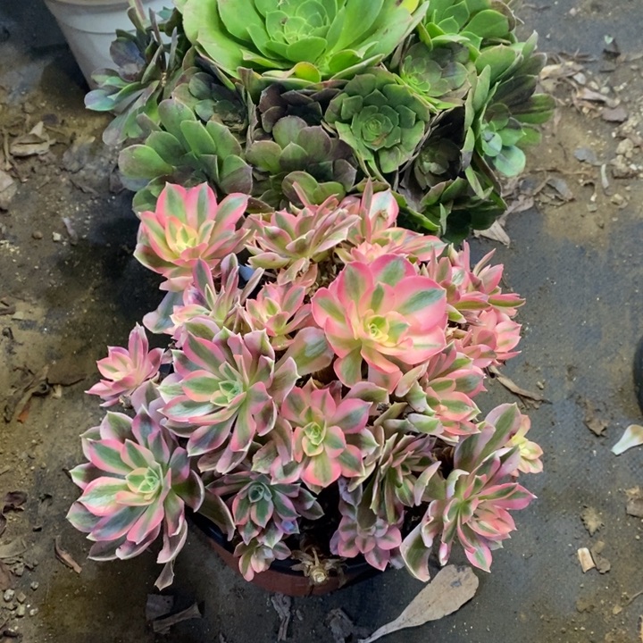 两盆多肉断头不包2110