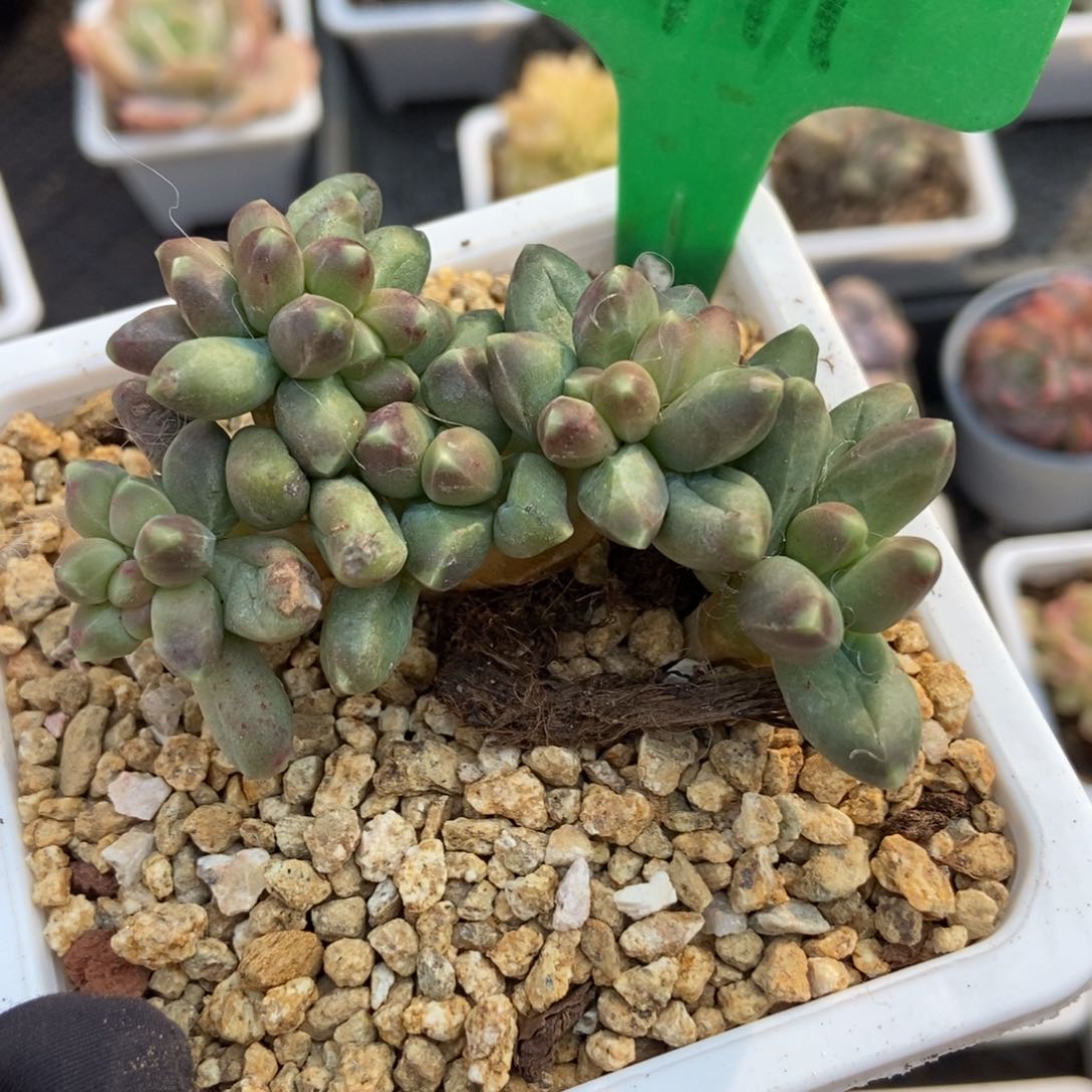1911千代田多肉植物保护