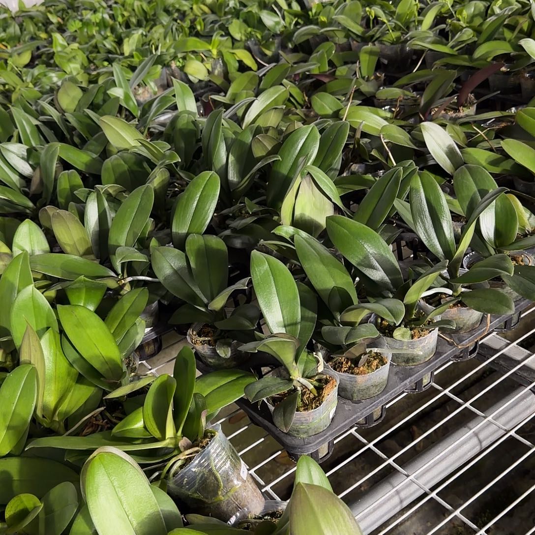 慢***茶无花朵2号紫玉➕瑞纳斯带梗