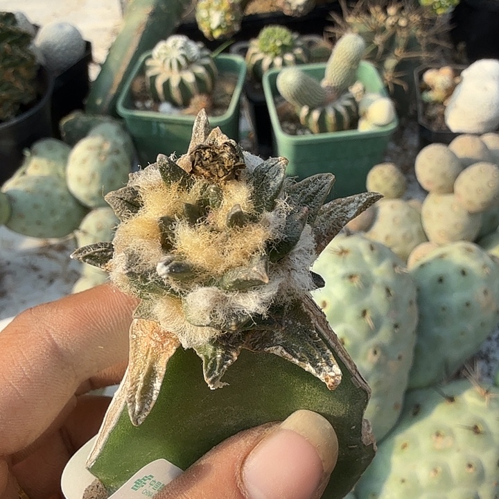 龙舌兰牡丹0079嫁接