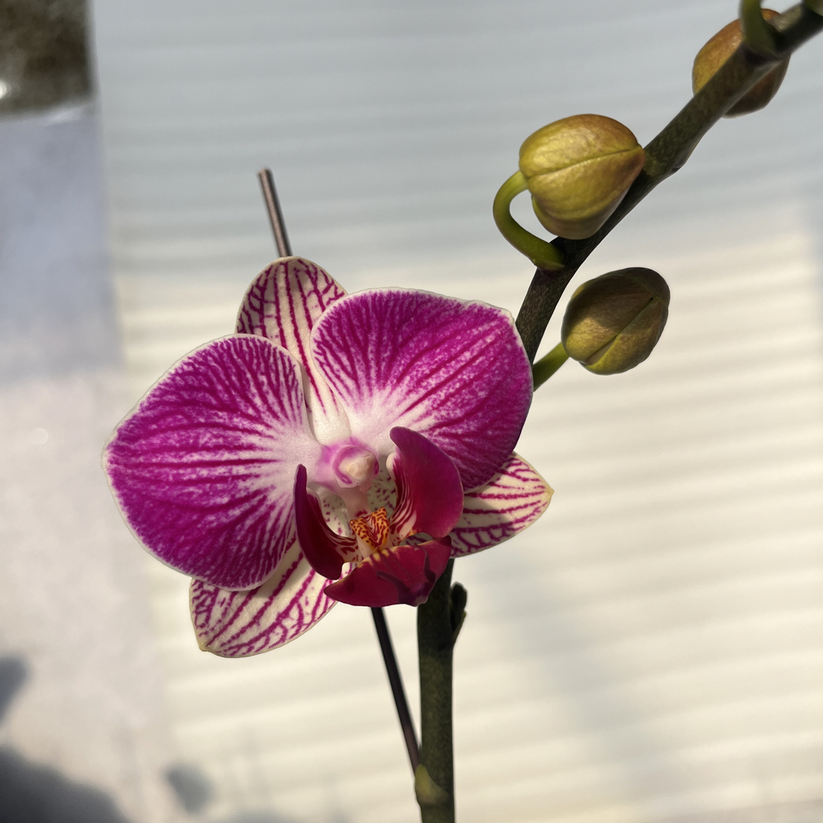 渟叙【天堂鸟】3.0寸 带花带花苞