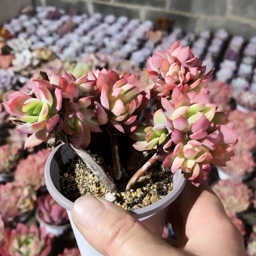 Y***G335多肉植物提取萃取剂