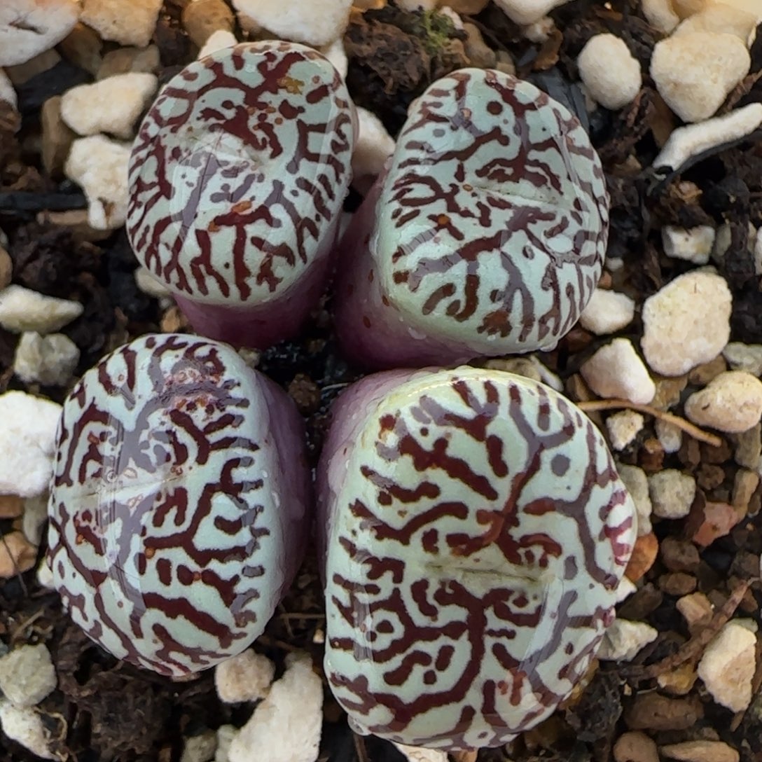 墨小锥多肉植物百科