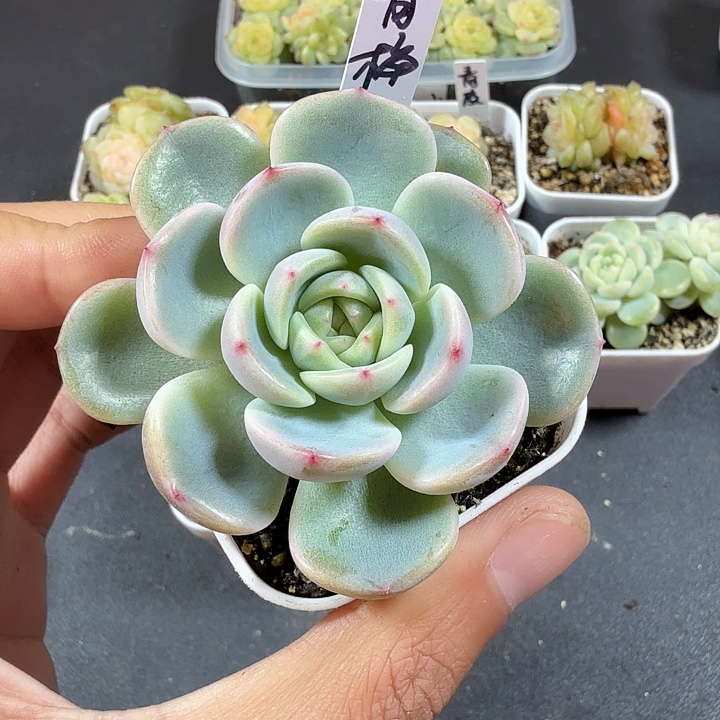 甜心青梅一物一拍083