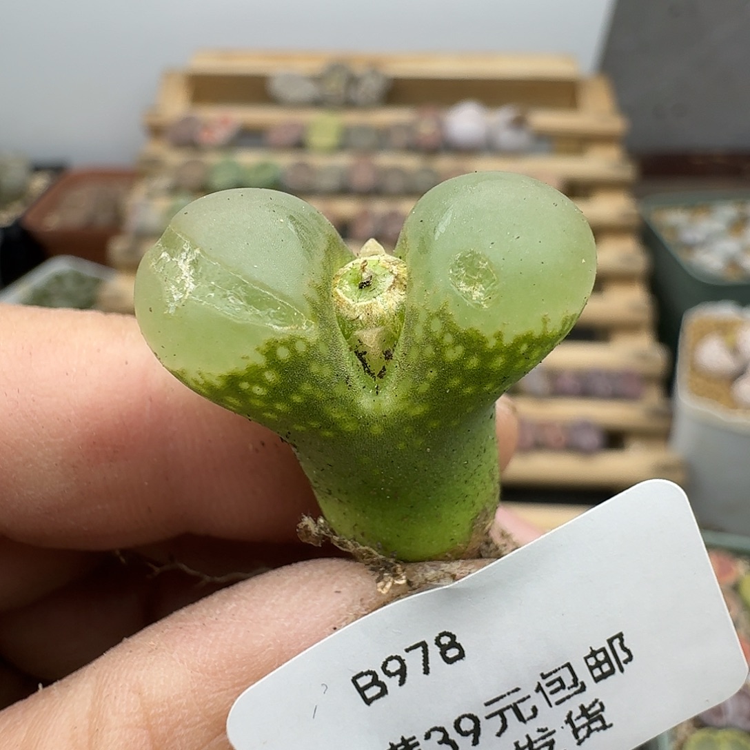 978多肉有干疤所以福利