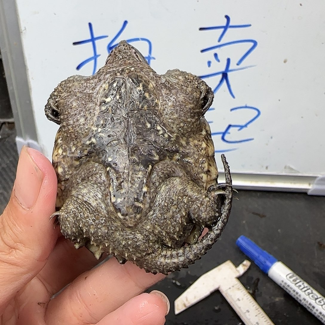 宠物龟不分公母The 