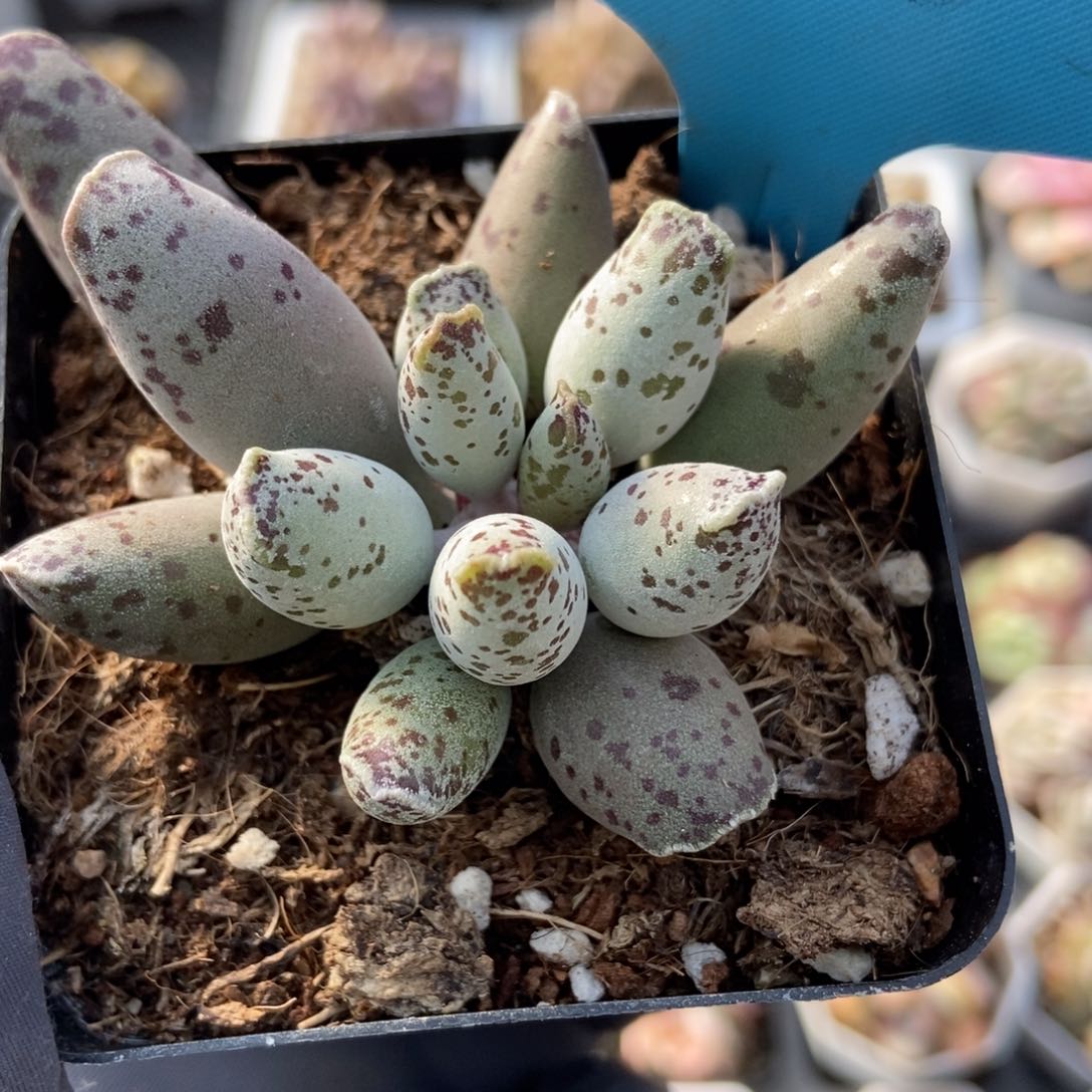 035海豹多肉植物保护