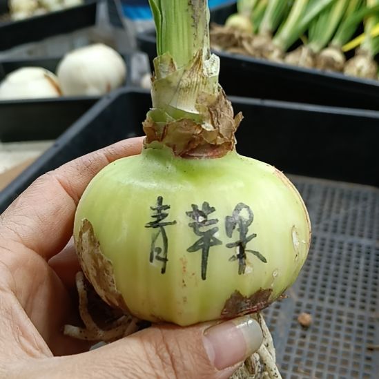 无花朵青苹果6+发一个
