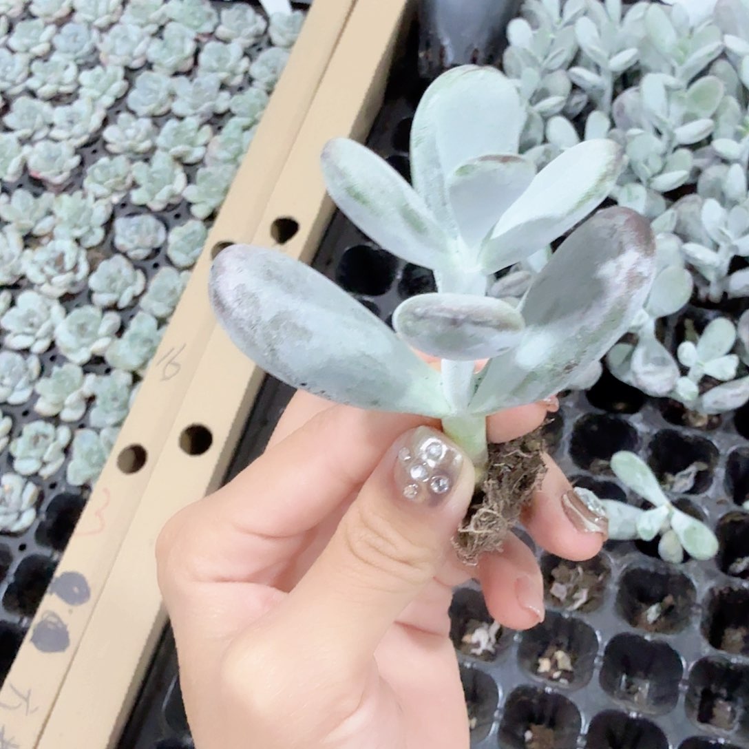 乒乓福娘3颗一组