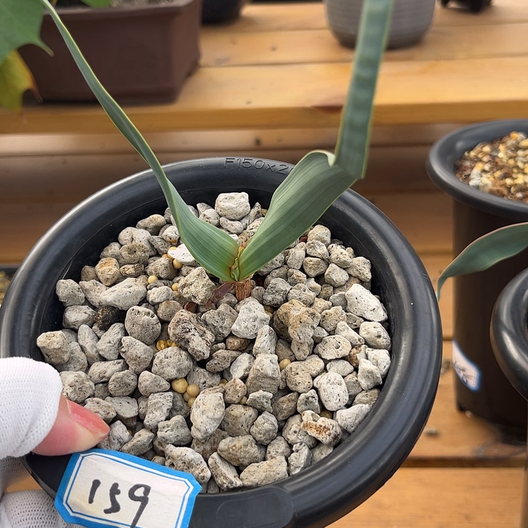 汤圆植物159百岁兰原价180