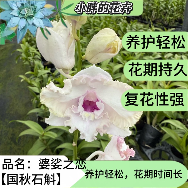 【小胖】【婆娑之恋】精品石斛兰昆明基地直发 任意一单包邮昆明