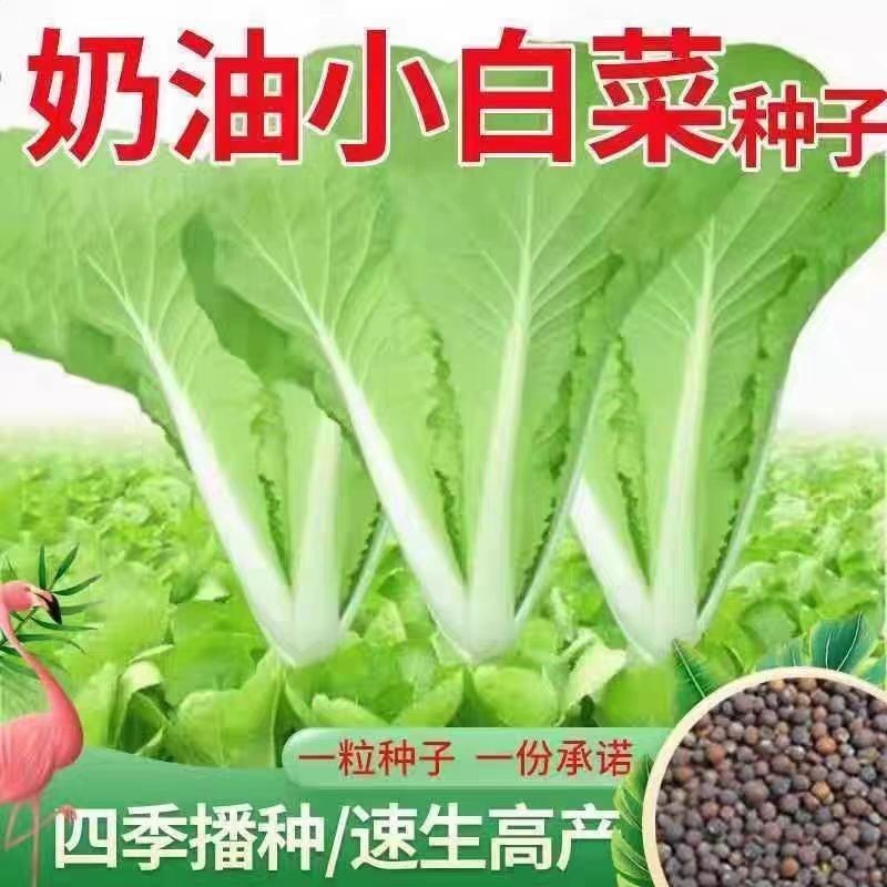 四季黄金奶油小白菜早熟阳台庭院种菜种四季播奶油白菜蔬菜种子
