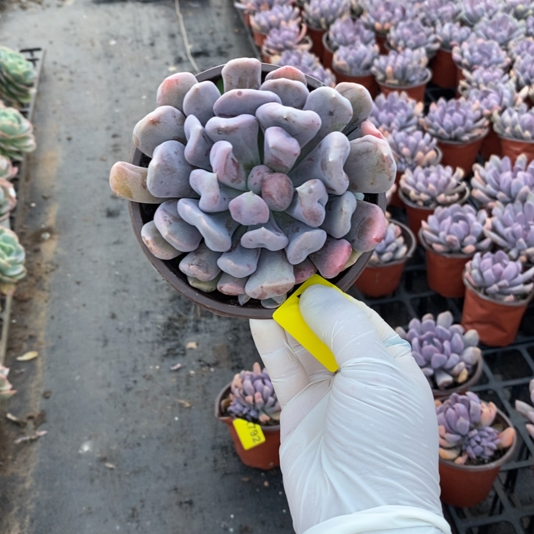 姜***️796丘比特一物一拍