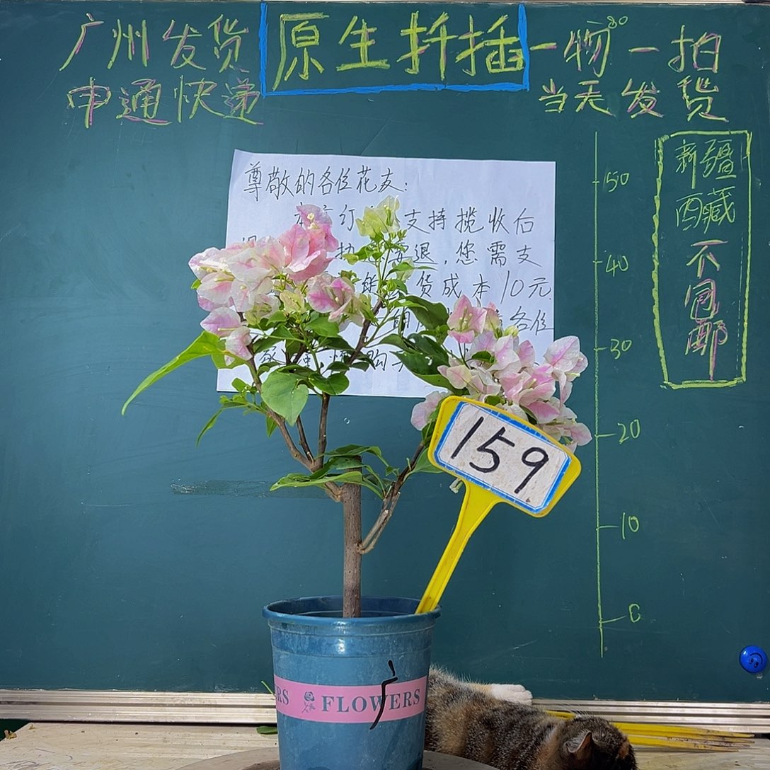 当前无花栽培后可以开花  广红樱  159
