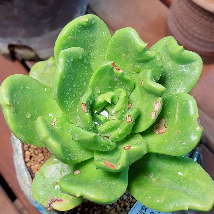 8037绿体普芙拇指仙女杯多肉