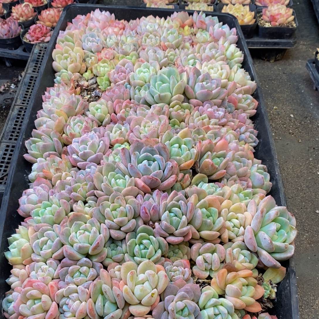 309多人在一起了，你