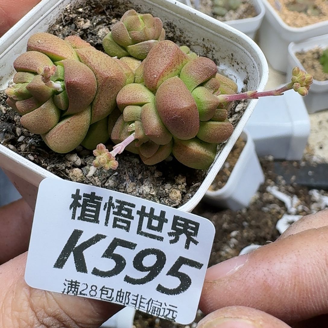 的植物多肉植物多肉植物