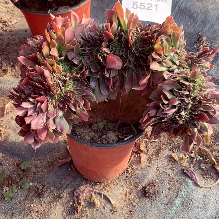 5521，多肉法师紫羊绒缀不包邮