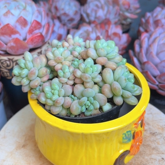 鱼子酱多肉植物盆栽