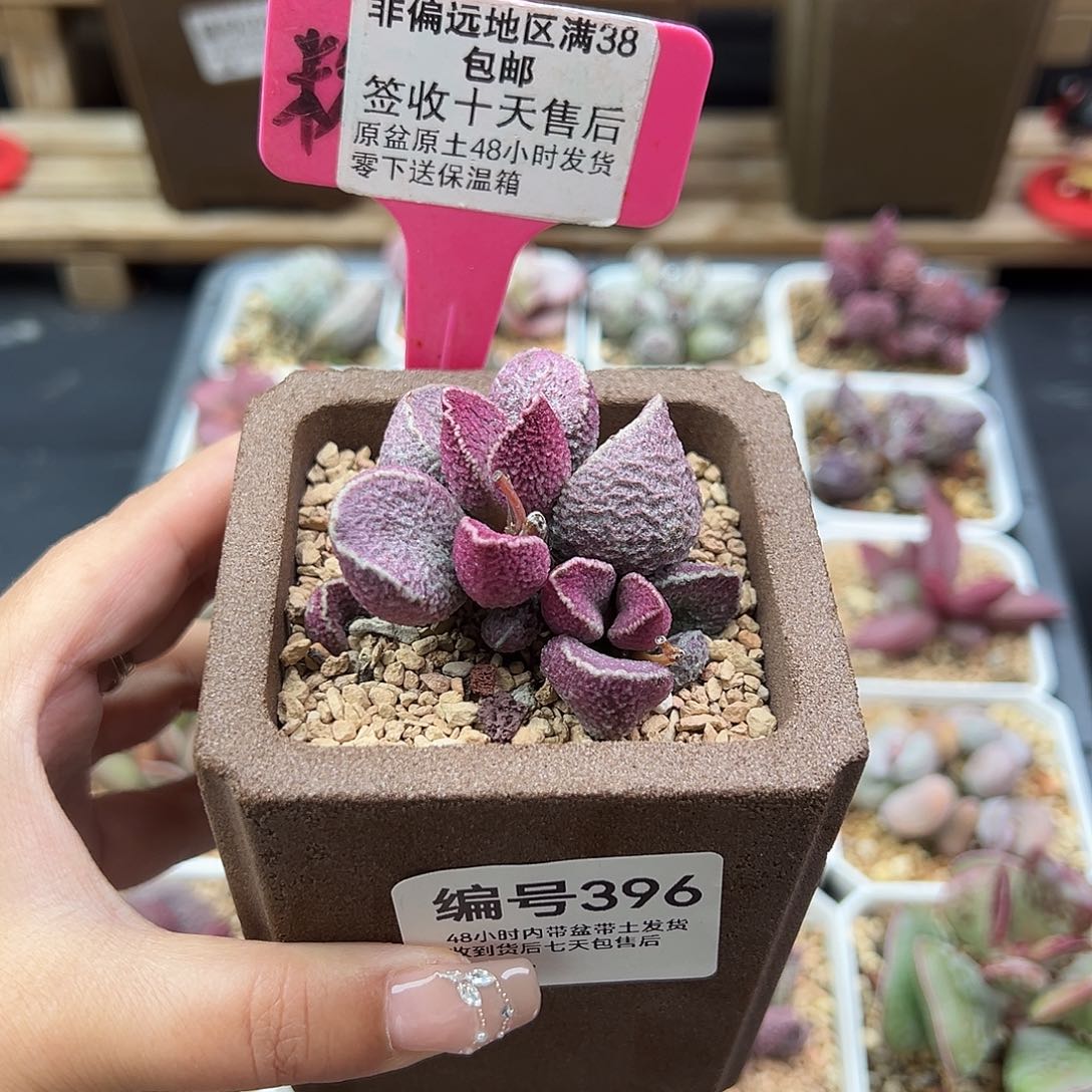 396哈默猪肝多肉植物