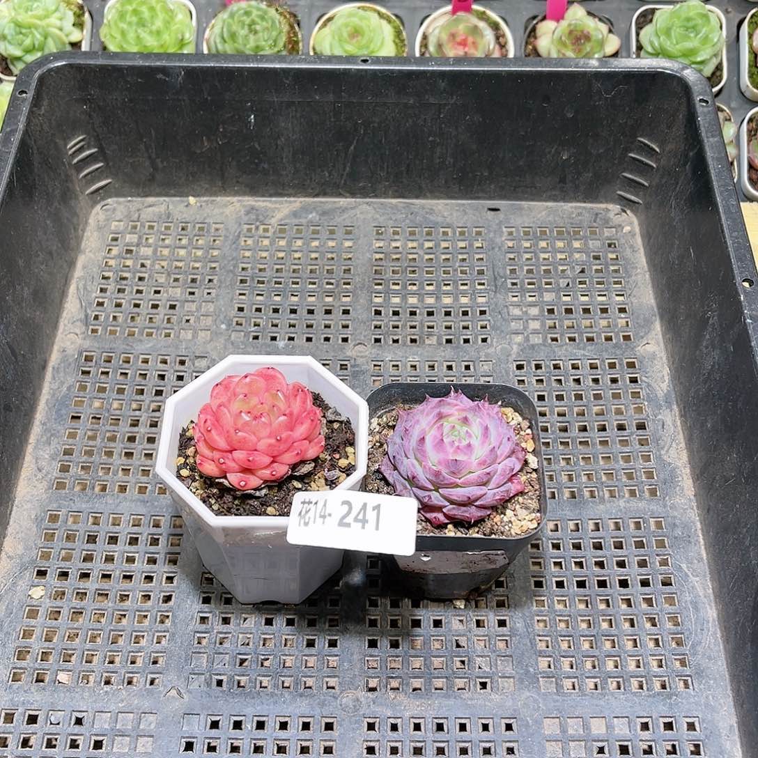 花利美14-241灵翠➕海玲娜