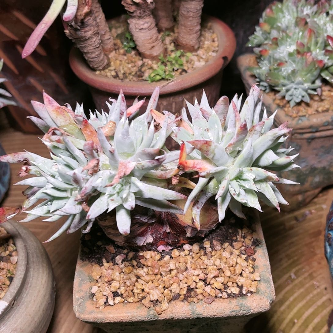 9050雪奴仙女杯多肉