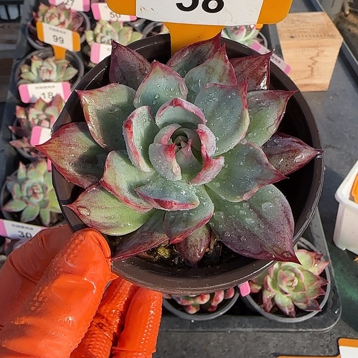 58 惊鸿仙子多肉植物6-9cm