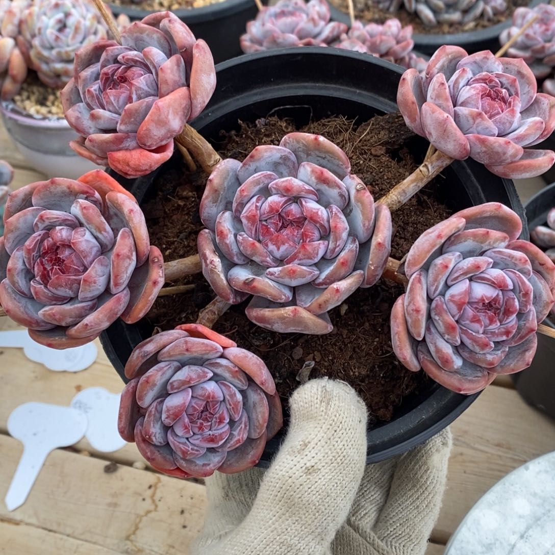 六头螃蟹飘枝紫心