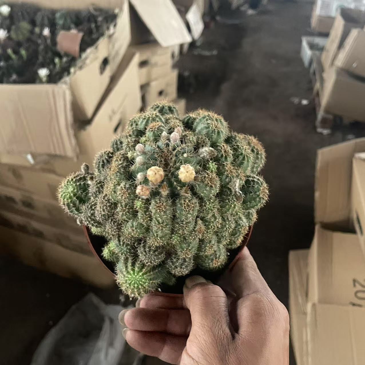 拉丝丽花   仙人球植物漳州基地直发货 新手好养 室内外办公室
