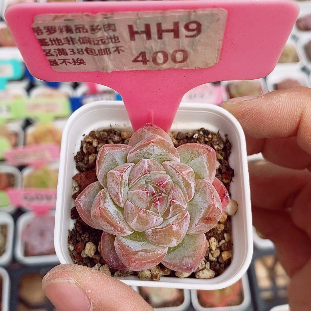 珍妮4cm多肉植物