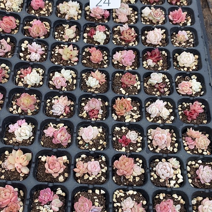 24 多肉植物盆栽花卉