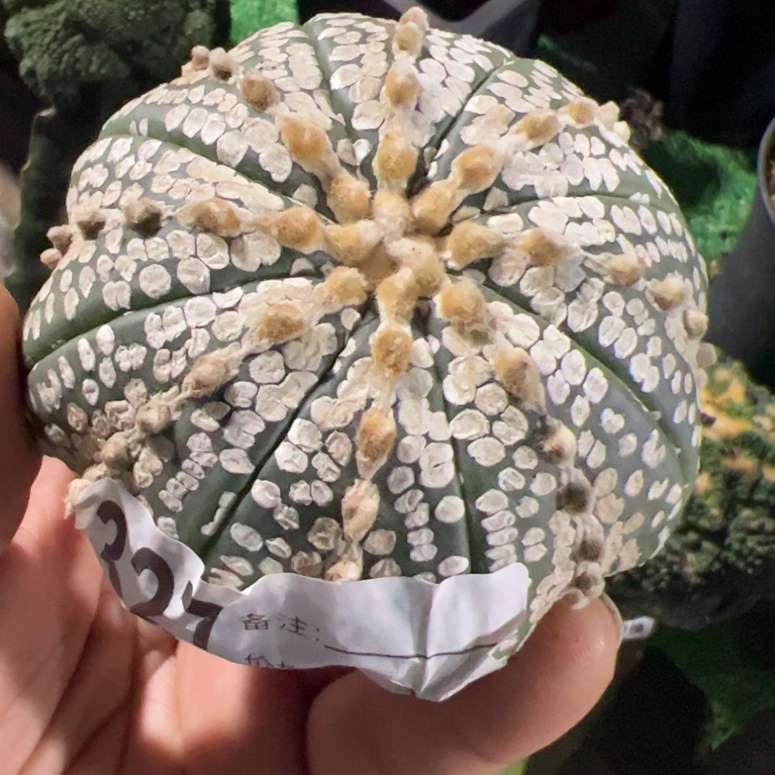 奇迹兜头仙人球327