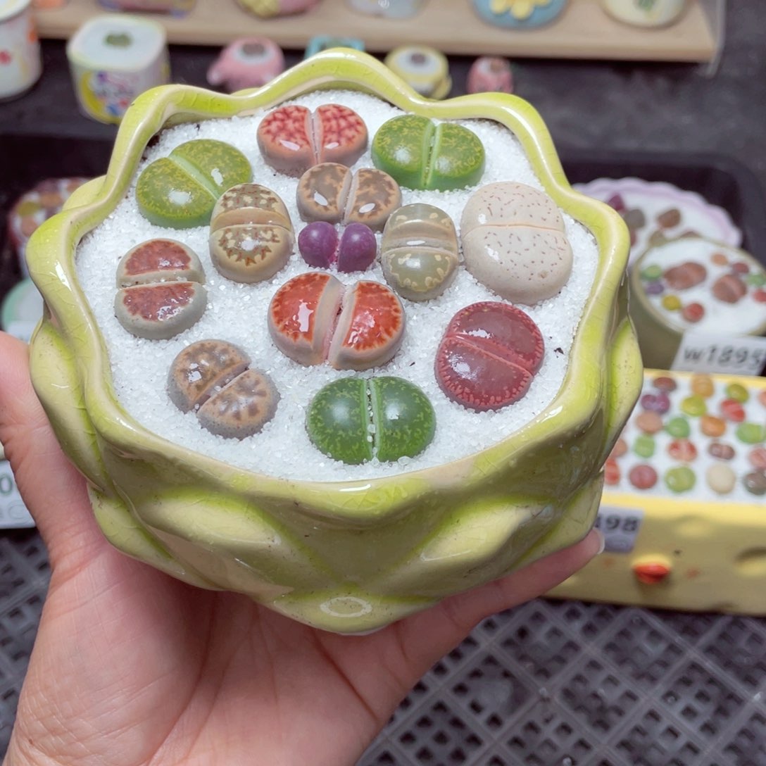 w1901 带盆土发货-零下地区拍保温箱