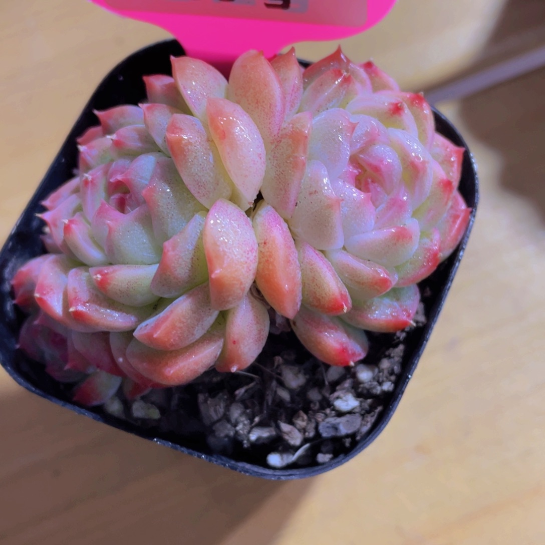 260号 精品糖心白桃汽水多头