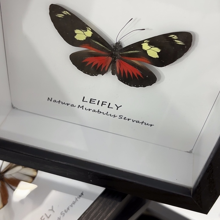 神***乐蝴蝶标本定制828@