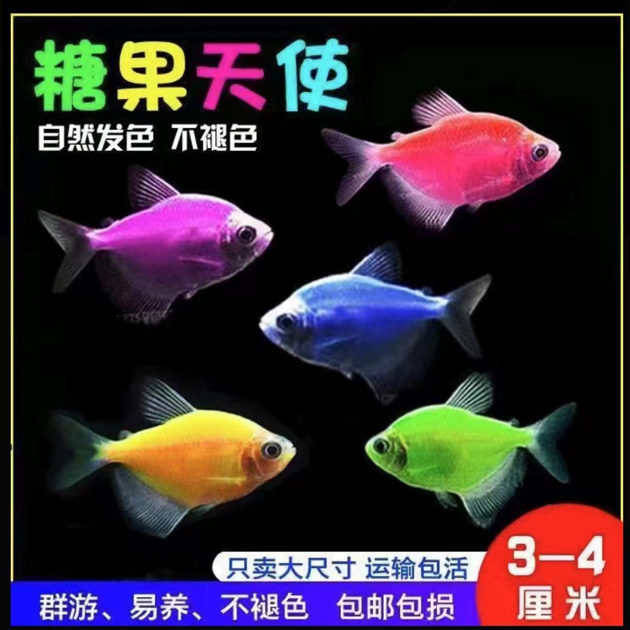 糖果天使鱼观赏鱼活体活体小型热带鱼好养耐活