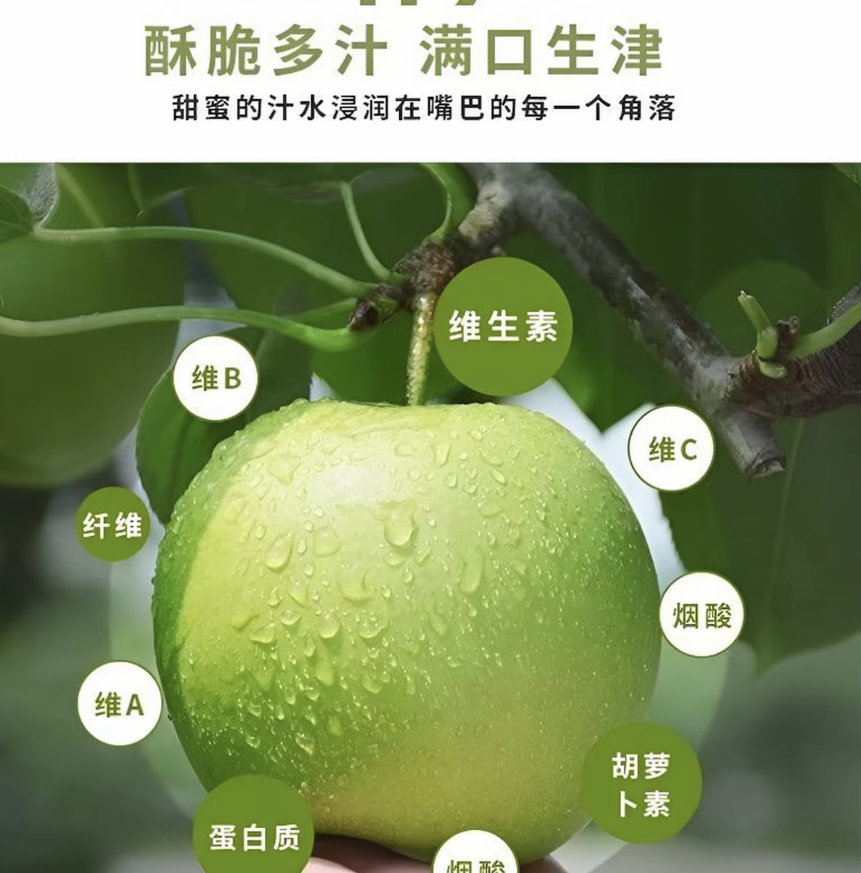 【顺丰包邮】正宗砀山青皮梨（皇冠）水润多汁清脆可口现摘现发