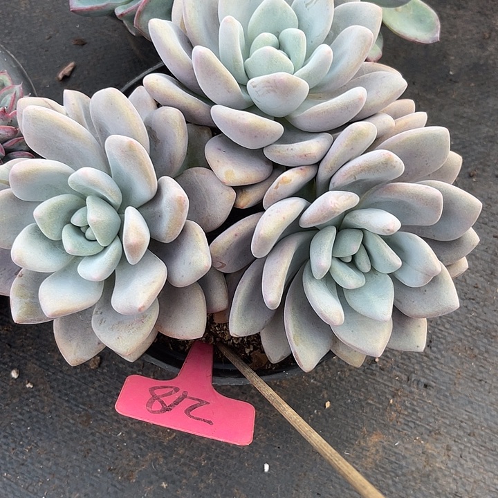 两单包邮，一物一拍奥橙218