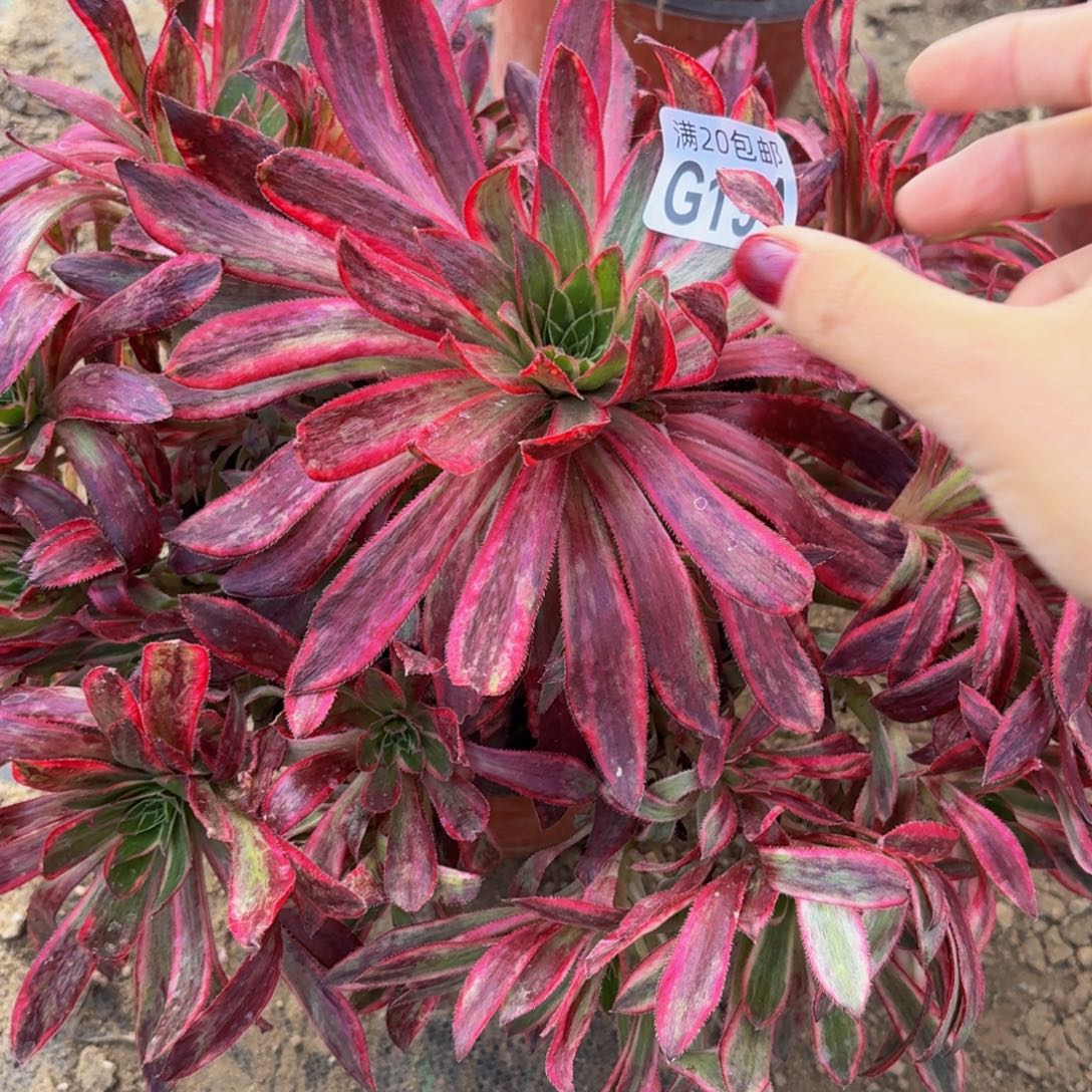 191多肉植物捧花的时候