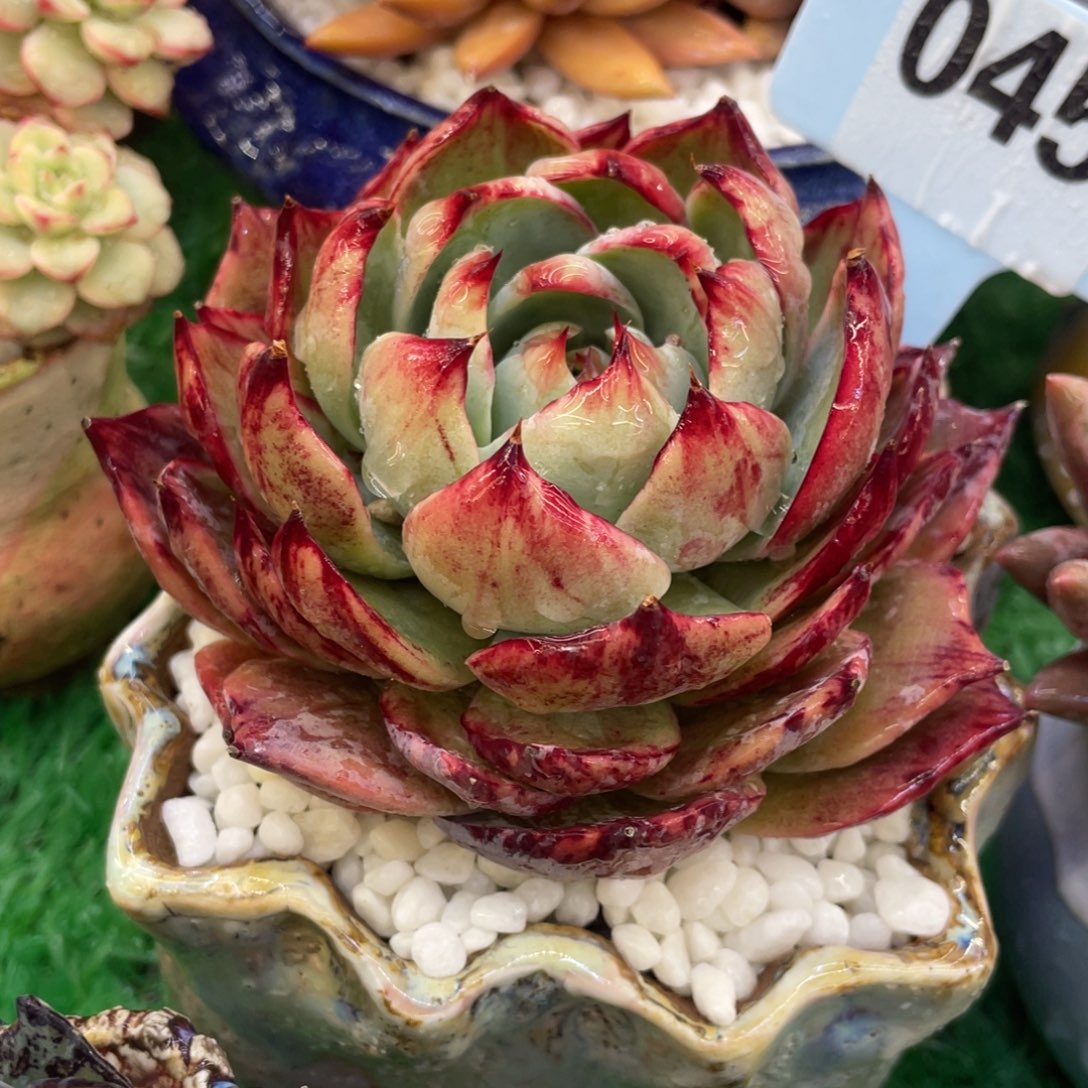 多肉植物盆栽多肉