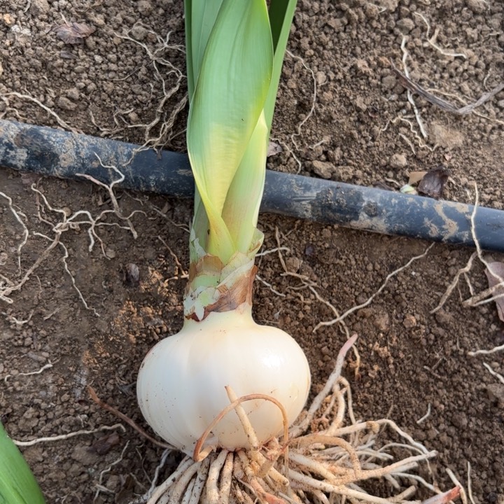 无花朵糖果仙女包对版