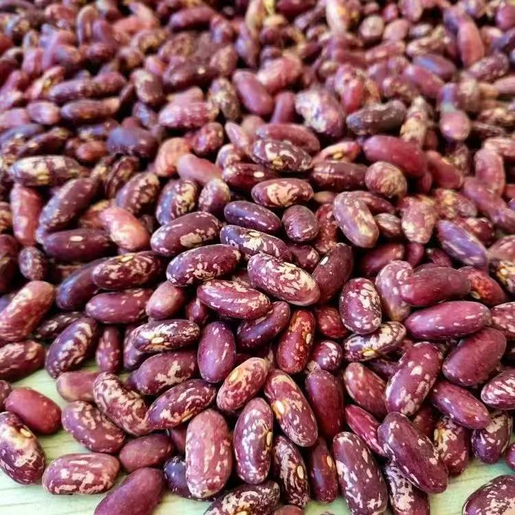 贵州花芸豆五谷杂粮可用于焖饭熬大碴粥的优质食材